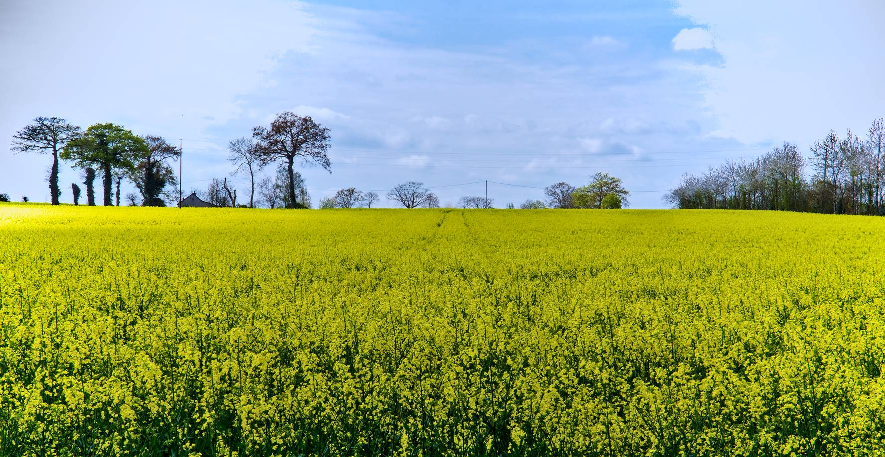 Une procédure générale de bioessai avec graines par Nilda. R. Burgos (en contexte particulier de résistance aux herbicides)
